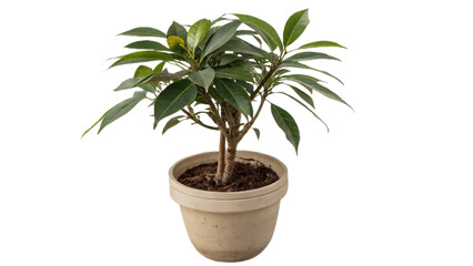 Obraz premium Green potted plant PNG isolated on transparent background, decorative foliage. 