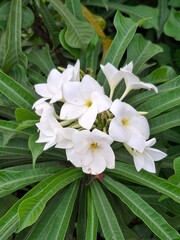 White Cluster Flowers Blooming Amidst Lush Green Foliage in Nature