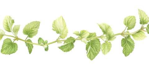 Lemon Balm Herb Isolated Transparent Background