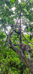 Group of monkeys on a tree in their natural habitat, surrounded by lush green foliage.