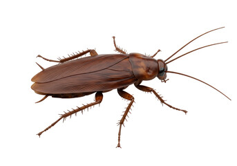 Isolated Detailed 3D Render of a Realistic Brown Cockroach, Symbolizing Pest Control or Unhygienic Conditions