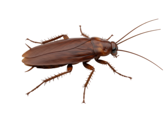 Isolated Detailed 3D Render of a Realistic Brown Cockroach, Symbolizing Pest Control or Unhygienic Conditions