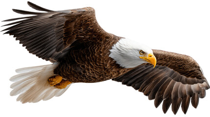 Obraz premium Majestic Soaring Bald Eagle: A powerful bald eagle glides gracefully through the air with its expansive wings spread wide, embodying freedom and strength in a vibrant, photorealistic depiction.
