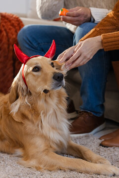 Couple holding toy and petting golden retriever wearing red devil horn headband at home on rug