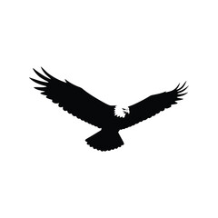 Silhouette of a bald eagle in flight with wings spread wide isolated on white background