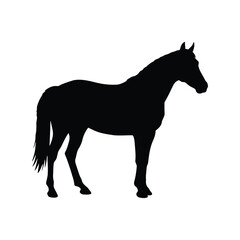 Silhouette of a majestic horse standing proudly isolated on white background