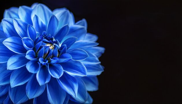 a blue dahlia flower with its petals macro photography with a black background closeup a dark color scheme copy space banner style dark