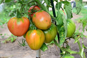 Ripening Heirloom Tomatoes on the Vine close up