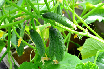Fresh Cucumbers Growing on the Vine in the hothouse close up