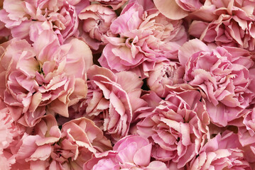 Delicate blooming festive pink carnation flowers, blossoming dianthus flower background, soft pastel bouquet floral card, selective focus, shallow DOF