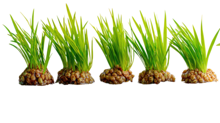 Vibrant Aquatic Plants: A collection of bright green aquatic plants, their leaves reaching skyward, thrive in a tranquil setting, evoking a sense of peace and natural elegance.