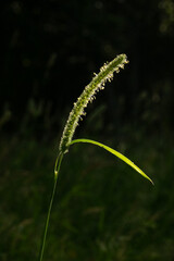 Timothy's flowering ear in a dark environment, illuminated by the first morning light