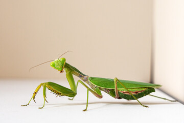 Close-up of an adult female (imago) of a tree mantis (Hierodula tenuidentata), who looks at the camera with her head turned.