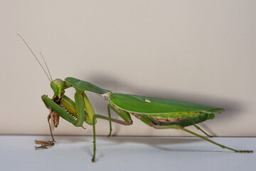 A close-up of an adult female (imago) of a tree mantis (Hierodula tenuidentata), which eats locust by grabbing them with its front legs with spines.