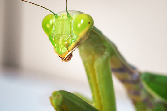 Macrophotography of the green triangular head and the front part of the body of an adult (imago) tree mantis. The pseudo-pupils are clearly visible.
