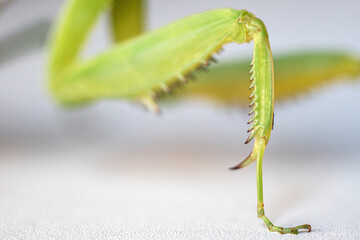 Macrophotography of the modified front leg of an adult (imago) tree mantis. The spines with which the mantis captures prey are clearly visible.