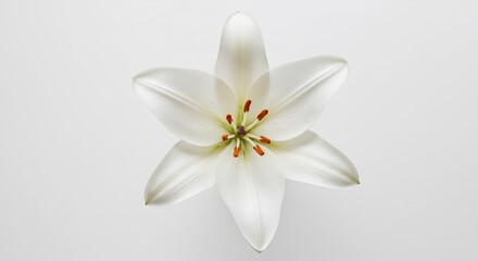 Lys blanc pur lumineux photographi� de pr�s d�tails nets fond clair. AI Generated