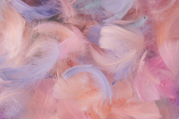 Colorful feather background, top view.