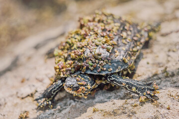 Small turtle walking slowly on a rock, showcasing a shell adorned with algae and duckweed, blending harmoniously with the natural environment