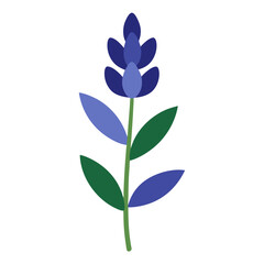 A single bluebonnet flower with leaves vector on white background.