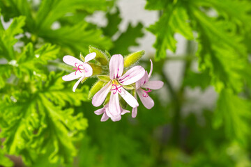 ローズゼラニウムの花