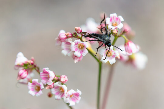 fireweed clearwing moth albuna pyramidalis feeding on a spreading dogbane