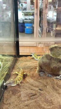 Sandfish Skink moving fast on sand in terrarium