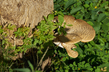 big mushroom on the tree