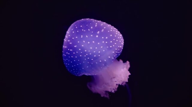 Glowing in deep blue light, Phyllorhiza punctata drifts gently, its luminous bell dotted with white and trailing oral arms.