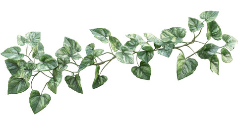 Mint Leaves Plant Isolated on Transparent Background