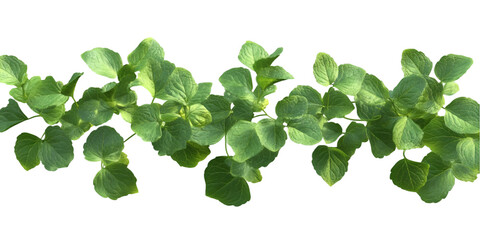 Mint Leaves Plant Isolated on Transparent Background