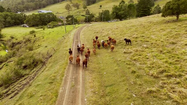 New technology - using a drone to muster cattle on a farm in Australia
