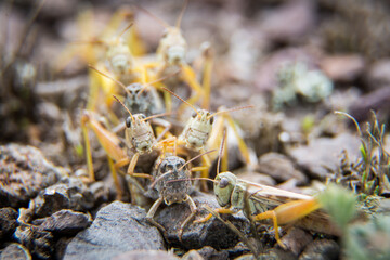 grasshoppers on the ground
