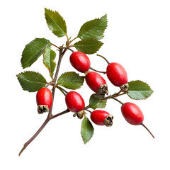 Rose hips on branch
