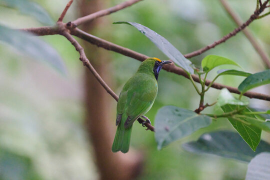Golden-fronted Leafbird (Chloropsis aurifrons) perched on branch with lush green foliage in Hong Kong. Vibrant green bird with golden crown and blue throat.