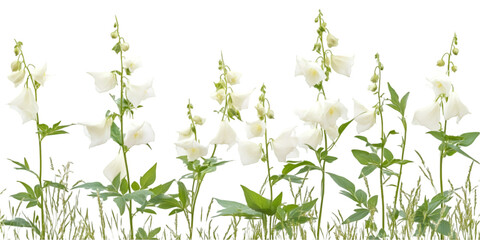 Monkshood Plant with Dramatic Leaves Isolated on Transparent Background