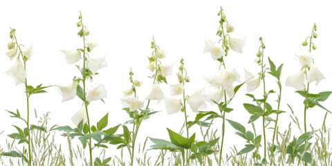 Monkshood Plant with Dramatic Leaves Isolated on Transparent Background