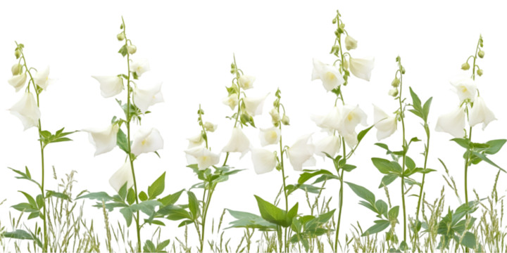 Monkshood Plant with Dramatic Leaves Isolated on Transparent Background