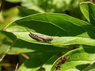Small Brown Grasshopper Resting on a Large Green Leaf