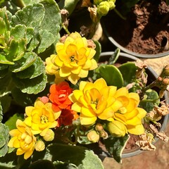 bouquet of yellow flowers. flaming katy Flowers.