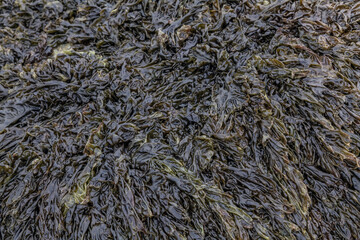 Pyropia perforata, Porphyra is a genus of coldwater seaweeds that grow in cold, shallow seawater. near Point Joe Vista Point. 17-Mile Drive,  Monterey Peninsula in California. Intertidal Zone.