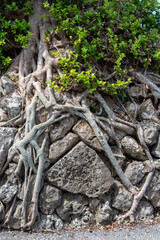 石垣にびっしりと根を這わす樹木