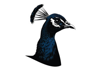 Obraz premium Elegant Peacock Head Illustration – Stylized Blue Bird Profile on White Background