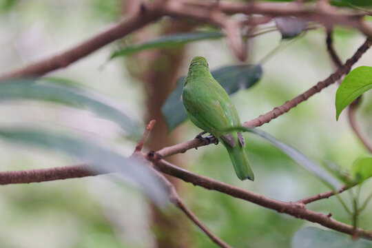Golden-fronted Leafbird (Chloropsis aurifrons) perched on branch with lush green foliage in Hong Kong. Vibrant green bird with golden crown and blue throat.