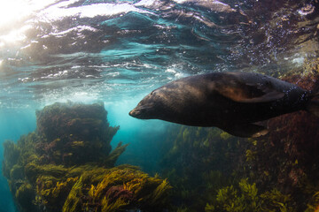 Fototapeta premium Close-up of a large Australian fur seal bull swimming in the turquoise waters surrounding Montague Island on the New South Wales, South Coast.