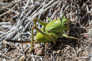 Mormon cricket on a grass