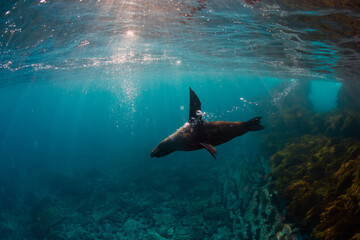 Portrait of a playful Australian fur seal swimming in the turquoise waters surrounding Montague...