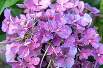 Purple hydrangea flowers are blooming