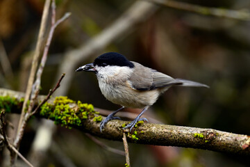 Sumpfmeise // Marsh tit (Poecile palustris)