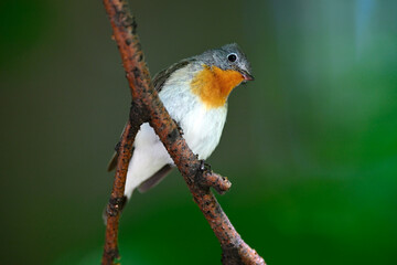 Red-breasted flycatcher // Zwergschnäpper  (Ficedula parva)